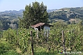 VBS_5764 - C'è un mare di velluto verde! E tu che sognavi di andare lontano... Quanta meraviglia, quì!